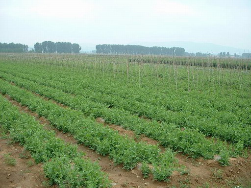 Growin base of Green peas