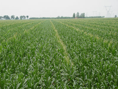 Growing base of corn